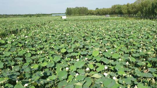 荷花、荷塘适用于宣传片、专题片