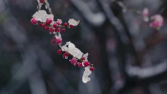 冰雪红梅雪中梅花05