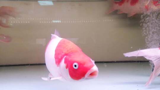 鱼缸里供人们观赏的红白相间的金鱼
