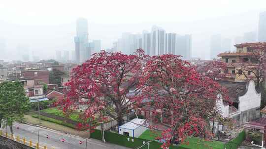 中国广东省佛山市南海区夏北河北书院木棉花