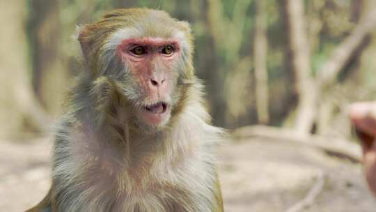 金丝猴 猴子猕猴 自然野生动物