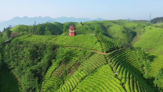 航拍恩施鹤峰走马木耳山茶谷生态田园茶园