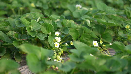 农民田间劳动种植蔬菜蔬菜大棚里的蔬菜草莓