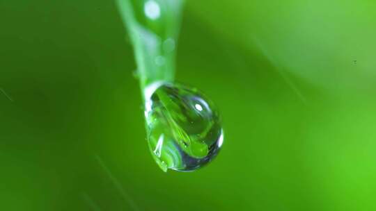 叶子上的水滴下雨浇花特写