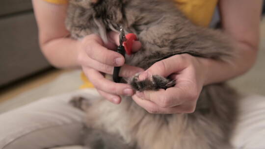 猫主人修剪猫爪视频素材模板下载