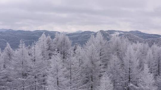 4k航拍恩施雪山雾凇风光