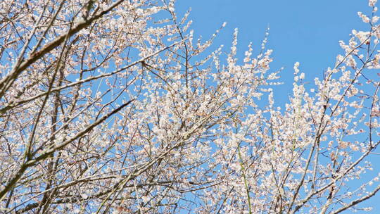 蓝天下开满雪白梅花的树