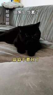 宠物，猫狗双全，萌宠出道，动物成精