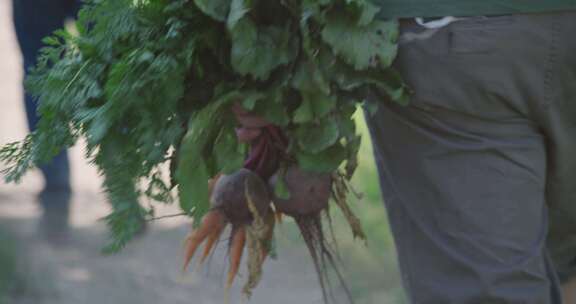 农民，根蔬菜，甜菜根，胡萝卜