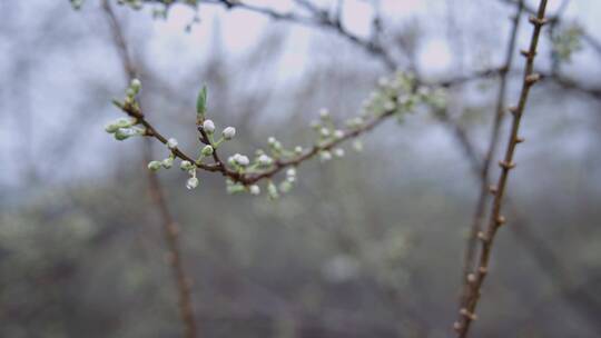 梨花梨树