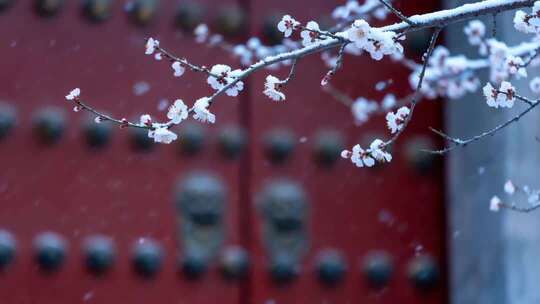 雪中绽放的枝头花朵特写