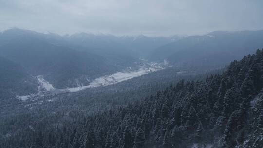 大雪纷飞的鲁朗林海