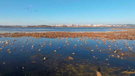 威宁草海鸟群