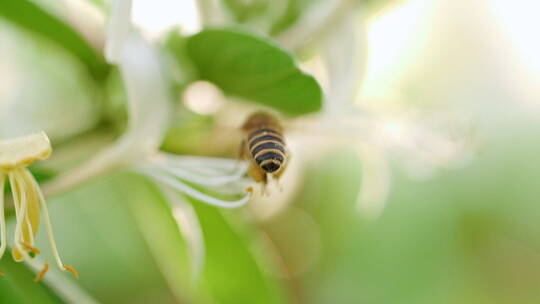 蜜蜂在金银花上采蜜飞舞慢镜头
