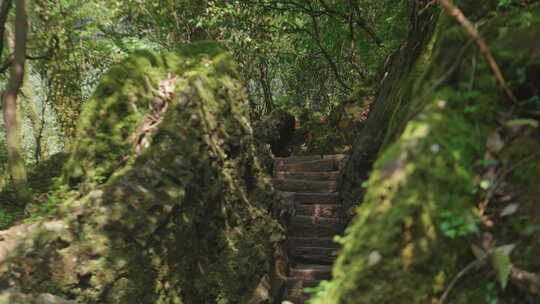 青城山 植被