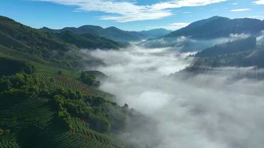 雨雾缭绕的茶山