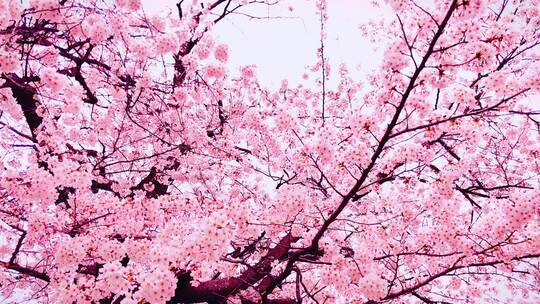 春天樱花美丽的粉色樱花飘落