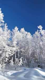 竖屏航拍林海雪原雪森林250102