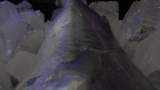 冷冻鱼慢慢拉出视频素材模板下载