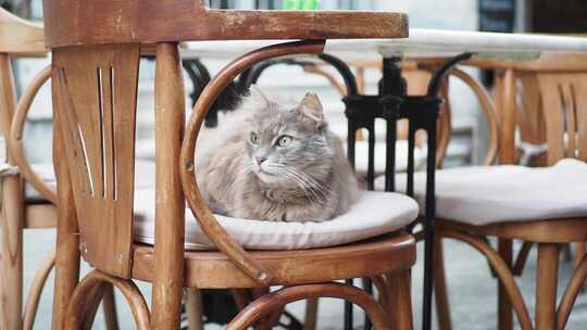 灰色猫坐在伊斯坦布尔咖啡馆街的椅子上