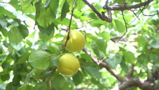 南国梨 水果 果树 果实 丰收