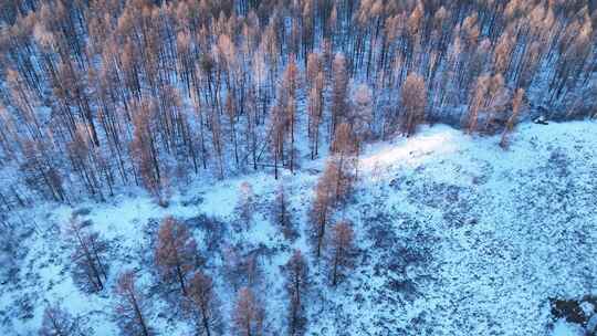 鸟瞰夕阳照耀的冬天雪林雪景