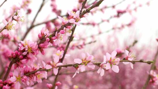 桃花运春天希望花朵四季