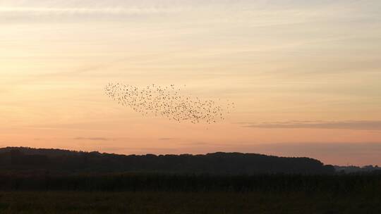 傍晚天空中飞翔的鸟群
