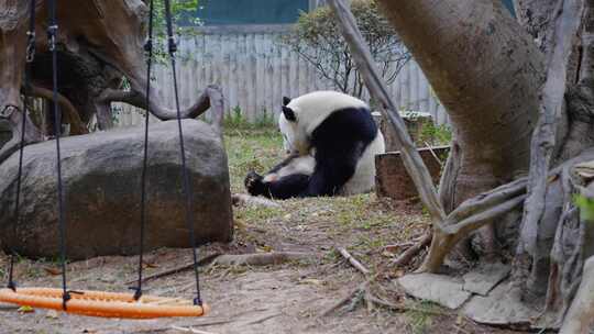 2024广州动物园游览游客大熊猫雅一视频素材模板下载