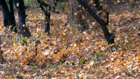 4K升格实拍秋天清理树林里的落叶枯叶