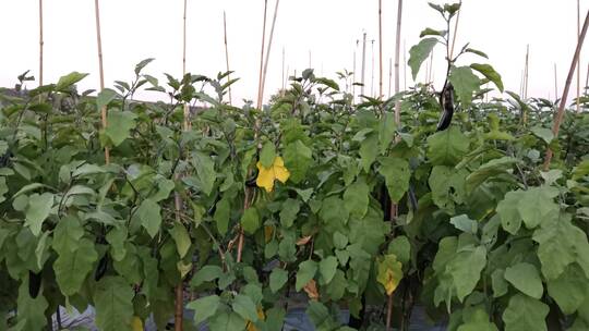 茄子种植基地