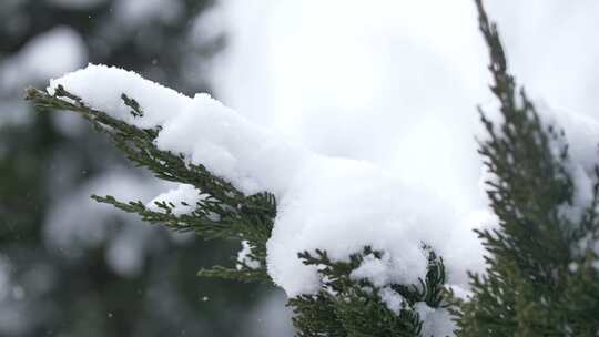 冬天下雪唯美雪景松树枝头被雪覆盖