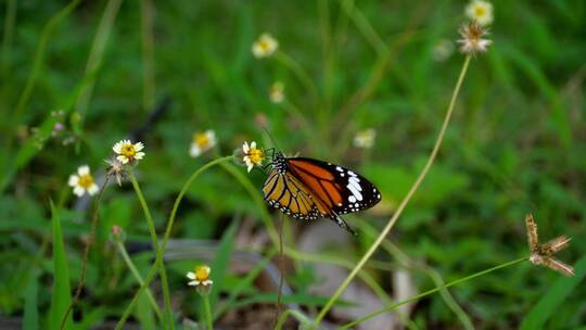 站在花丛中的帝王蝶
