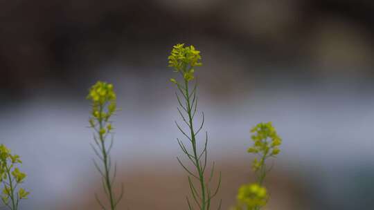 绿色植物特写镜头