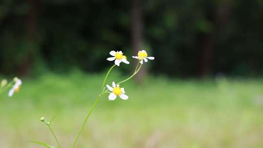 白花鬼针草