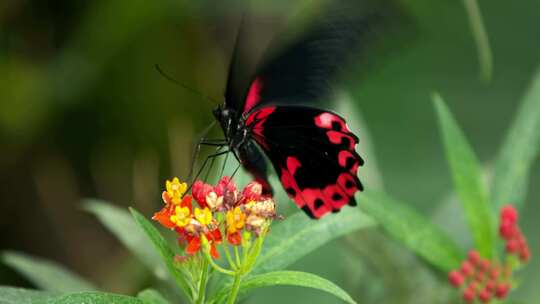 蝴蝶在一朵花上飞舞