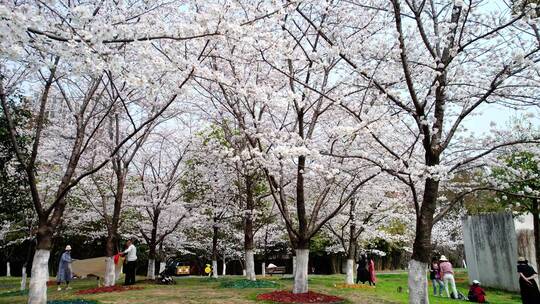 4K武汉汉口堤角公园的白色樱花林