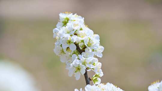 春天阳光下盛开的白色梨花蜜蜂采蜜