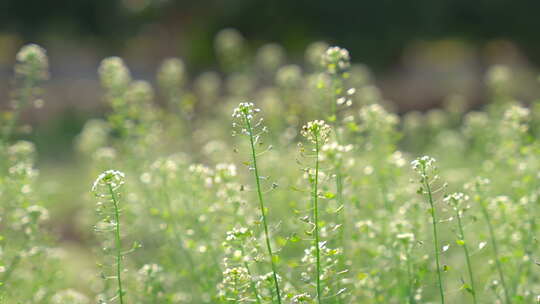 荠菜花野荠菜野花