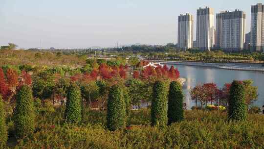 厦门 海沧 马銮湾 湿地公园 落羽杉