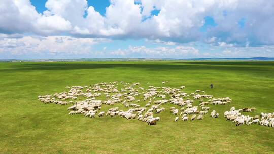 航拍呼伦贝尔草原牧羊群-044视频素材模板下载
