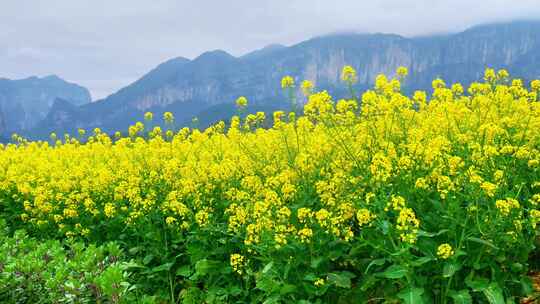 湖北恩施美丽春天农村三农油菜花花海