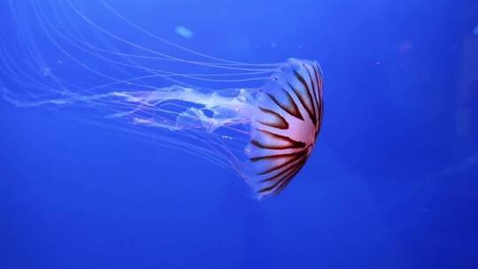 水族馆里在水下游泳的水母