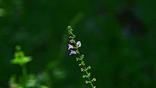 阳光下的园艺植物野花花圃