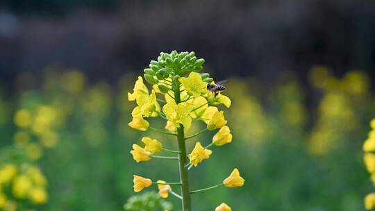 黄色油菜花田与采蜜蜜蜂