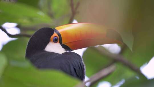 一只巨嘴鸟聚焦在伊瓜苏瀑布丛林中环顾四周并眨眼的慢动作视图。
