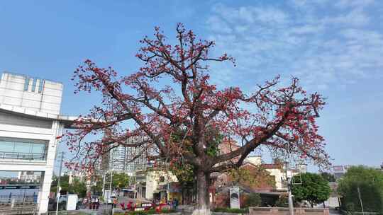 中国广东省佛山市顺德区新滘水闸木棉花