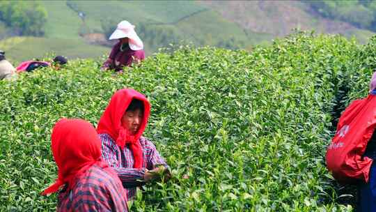 航拍茶园采茶工 航拍山区茶山 采茶人