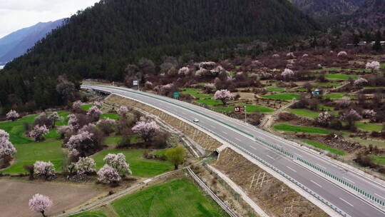 西藏林芝米林桃花