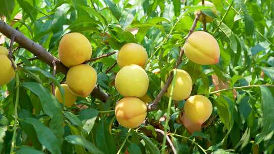 黄桃果树